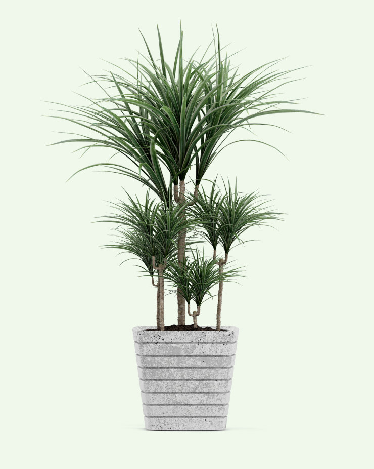 Драцена&nbsp;